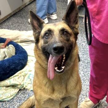 Remy -  German Shepherd Dog Dog Available for Adoption in Stafford Township, New Jersey - Remy | PetCurious