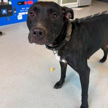 Thing 1 -  Mixed Breed Dog for Adoption in Huntington, West Virginia - Thing 1 | PetCurious