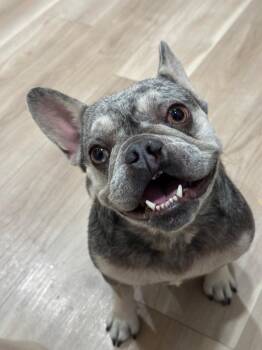 Rescue French Bulldog Dogs for Adoption in San Marcos, California - Emma Seeking Her Happily Ever After | PetCurious