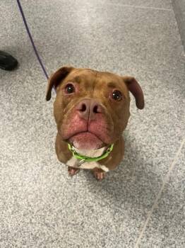 Zuko (ID 52030) -  Pit Bull Terrier Dog for Adoption in Manassas, Virginia - Zuko (ID 52030) | PetCurious