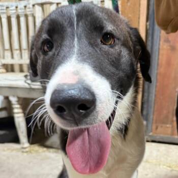 Border Collie Dogs Available for Adoption - Lacey | PetCurious