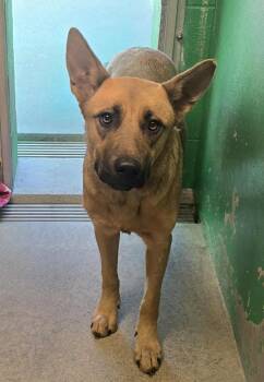 Rescue German Shepherd Dog Dogs for Adoption in Anderson, California - Genevieve | PetCurious