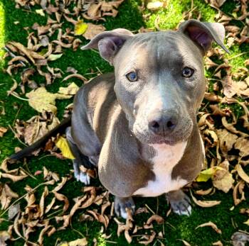 Rescue Pit Bull Terrier Dogs for Adoption in Haslet, Texas - Cindy | PetCurious