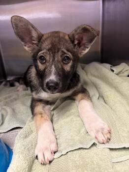 Terrier and Mixed Breed Dogs Available for Adoption in Riverside, California - HACHI | PetCurious