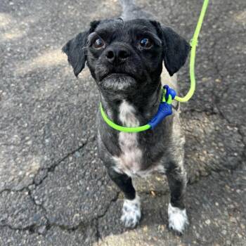 Indigo -  Miniature Poodle Dog for Adoption in Newberg, Oregon - Indigo | PetCurious