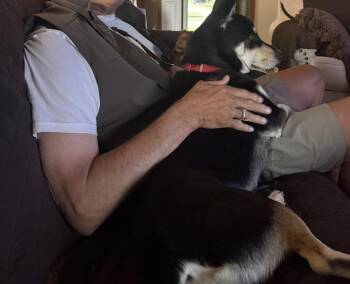 Mixed Breed Dogs Available for Adoption in Severance, Colorado - Dallas | PetCurious