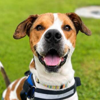 Pee Wee -  Mixed Breed Dog for Adoption in Bradenton, Florida - Pee Wee | PetCurious