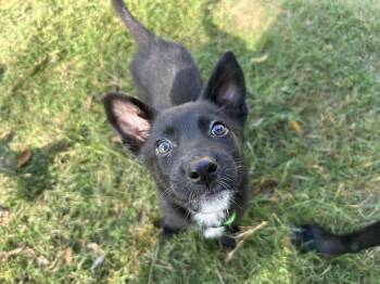 German Shepherd Dog and Belgian Shepherd Malinois Dogs Available for Adoption in Houston, Texas - Magz  | PetCurious