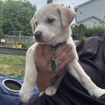 Echinacea -  Mixed Breed Dog for Adoption in Buffalo, Minnesota - Echinacea | PetCurious