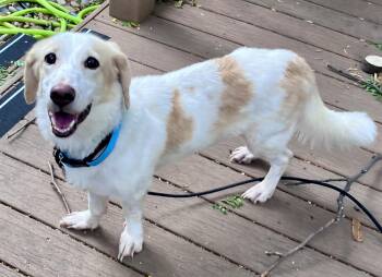 Lemon -  Beagle and Basset Hound Dog for Adoption in Boulder, Colorado - Lemon | PetCurious