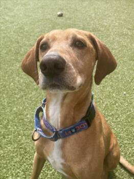 Rhodesian Ridgeback and Mixed Breed Dogs Available for Adoption in Derwood, Maryland - RONAN | PetCurious