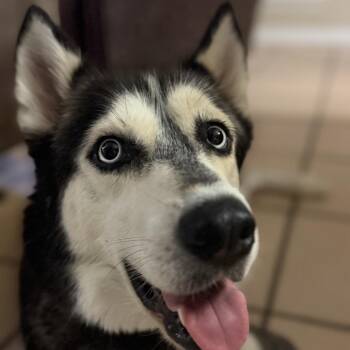 Siberian Husky Dogs Available for Adoption in Baton Rouge, Louisiana - Zara | PetCurious