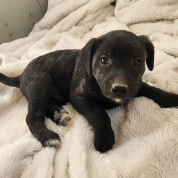 Terrier Dogs Available for Adoption - Knox JuM | PetCurious