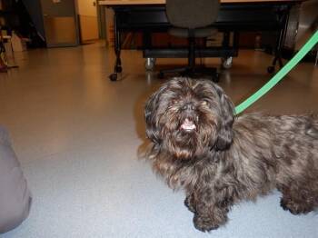 PHINNEAS -  Shih Tzu Dog for Adoption in San Jose, California - PHINNEAS | PetCurious