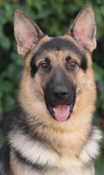 Nico von Nisterau -  German Shepherd Dog Dog for Adoption in Los Angeles, California - Nico Von Nisterau | PetCurious