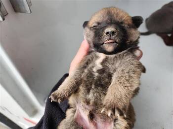 Staffordshire Bull Terrier and Mixed Breed Dogs Available for Adoption - A650848 | PetCurious