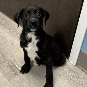 Sabriel -  Labrador Retriever and Hound Dog for Adoption in Ulster, Pennsylvania - Sabriel | PetCurious