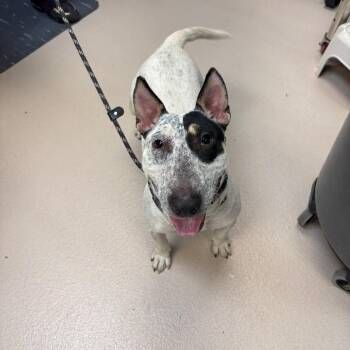 Judge Judy -  Bull Terrier Dog for Adoption in Newark, New Jersey - Judge Judy | PetCurious