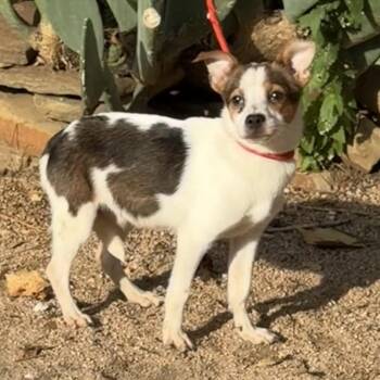 Cookie -  Chihuahua Dog for Adoption in Williston, Vermont - Cookie | PetCurious