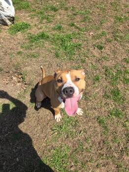 Mixed Breed and Terrier Dogs Available for Adoption in Angola, Indiana - Clementine | PetCurious
