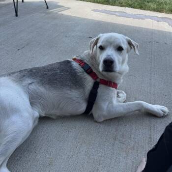 Jack -  Mixed Breed Dog for Adoption in Jeffersonville, Indiana - Jack | PetCurious