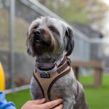 Yorkshire Terrier and Poodle Dogs Available for Adoption in Warwick, Rhode Island - Joy | PetCurious