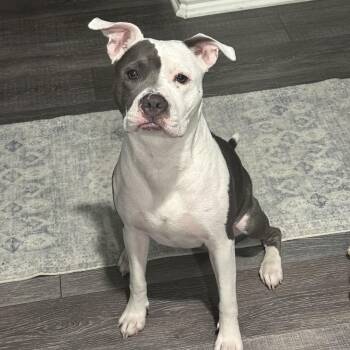 Olive -  Pit Bull Terrier Dog for Adoption in Fort Worth, Texas - Olive | PetCurious