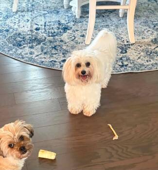 Baxter -  Coton De Tulear Dog for Adoption in Waxhaw, North Carolina - Baxter | PetCurious