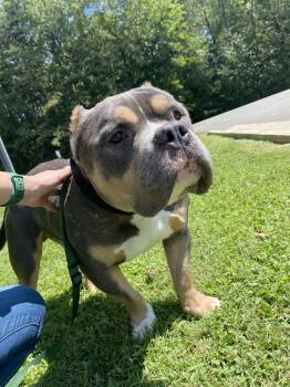 How Much You Bench aka Drake -  American Staffordshire Terrier Dog for Adoption in Maidens, Virginia - How Much You Bench Aka Drake | PetCurious