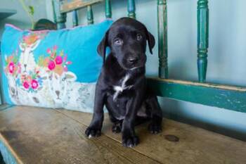 Dolly -  Labrador Retriever and Catahoula Leopard Dog Dog for Adoption in San Antonio, Texas - Dolly | PetCurious