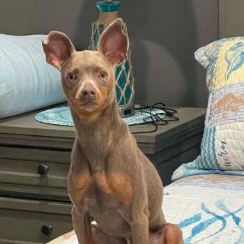 Leonidas -  Miniature Pinscher Dog for Adoption in Corpus Christi, Texas - Leonidas | PetCurious
