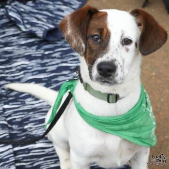 Shepherd and Labrador Retriever Dogs Available for Adoption in Washington, District Of Columbia - Hiba | PetCurious