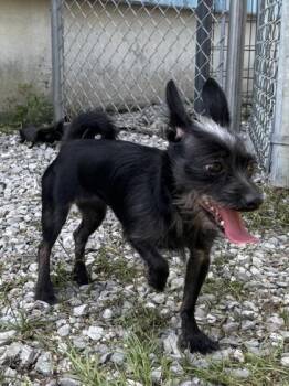 Aurora -  Mixed Breed Dog for Adoption in New Orleans, Louisiana - Aurora | PetCurious