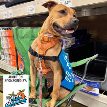 Dutton 2649 -  Mixed Breed Dog for Adoption in Hamilton, Georgia - Dutton 2649 | PetCurious