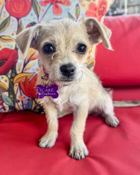 Rescue Chihuahua Dogs for Adoption in Corona, California - Tia | PetCurious