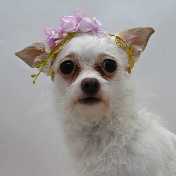 Chihuahua and Maltese Dogs Available for Adoption in Mobile, Alabama - Squirrel. (6 Lbs Of Snuggles) | PetCurious