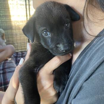 Rescue Shepherd and Terrier Dogs for Adoption in Escondido, California - Sasha | PetCurious