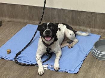 Staffordshire Bull Terrier and Mixed Breed Dogs Available for Adoption - SIMBA | PetCurious