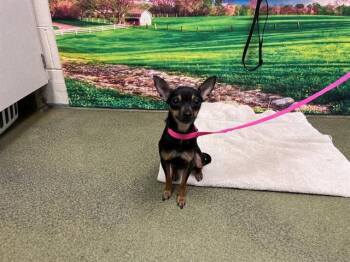 DARLENE -  Chihuahua and Mixed Breed Dog Available for Adoption in Moreno Valley, California - DARLENE | PetCurious