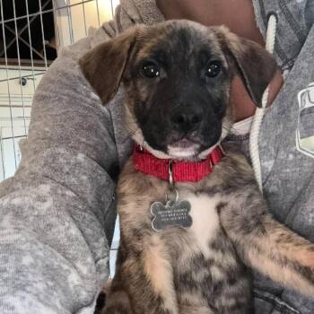 Clayton -  Terrier and Mixed Breed Dog for Adoption in Jarrettsville, Maryland - Clayton | PetCurious