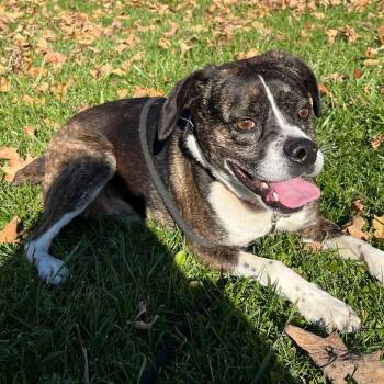 Ronco -  Beagle and Boston Terrier Dog for Adoption in Grand Rapids, Michigan - Ronco | PetCurious