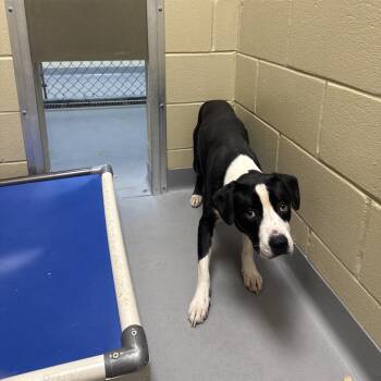 10/24/2026-Stray-BuenaVistaRoad -  Mixed Breed Dog for Adoption in Columbus, Georgia - 10/24/2026-Stray-BuenaVistaRoad | PetCurious