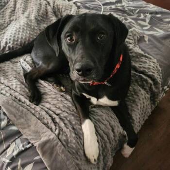 Black Labrador Retriever Dogs Available for Adoption in Kokomo, Indiana - Brocc | PetCurious