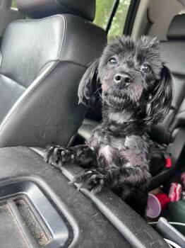 Deno -  Shih Tzu and Poodle Dog for Adoption in Saginaw, Michigan - Deno | PetCurious