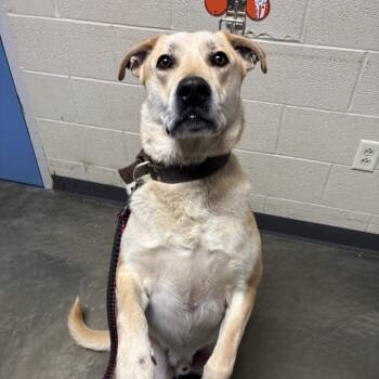 Mixed Breed Dogs Available for Adoption in Dekalb, Illinois - Butterscotch | PetCurious