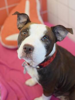 Marcia -  American Staffordshire Terrier Dog for Adoption in Pontiac, Michigan - Marcia | PetCurious