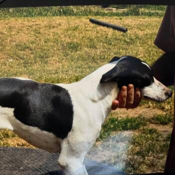 Rescue Feist Dogs for Adoption in Marion, North Carolina - Minnie Freckles | PetCurious