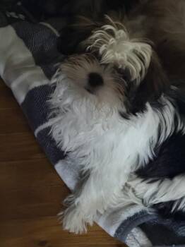 Rocky Road -  Shih Tzu Dog for Adoption in Plymouth, Michigan - Rocky Road | PetCurious