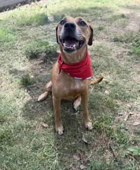 Rescue Black Mouth Cur Dogs for Adoption in Spring, Texas - Diana | PetCurious