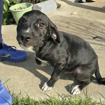 Mixed Breed Dogs Available for Adoption in Buffalo, Minnesota - Rocky | PetCurious